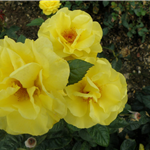 GOLDEN WEDDING (floribunda)